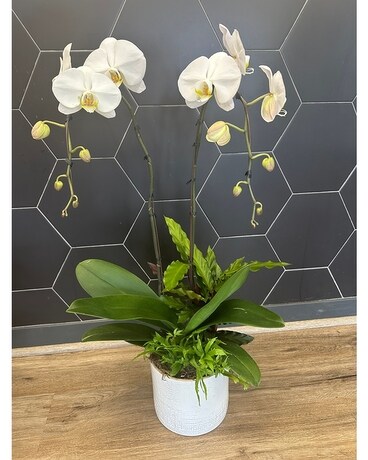 Lush Orchid Planter Plant