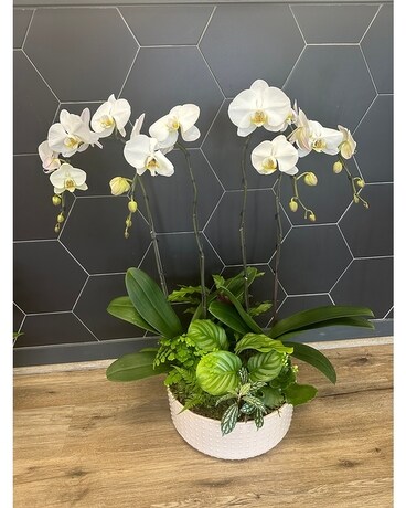 Opulent Orchid Garden Plant