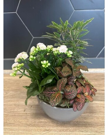 Colorful Dish Garden Plant