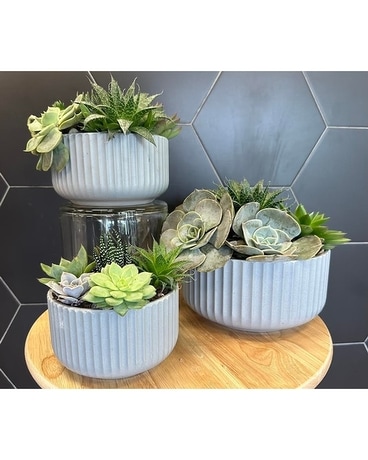 Succulent Dish Garden Plant