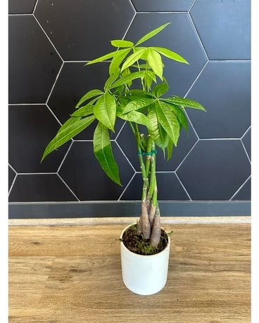 Money Tree Plant