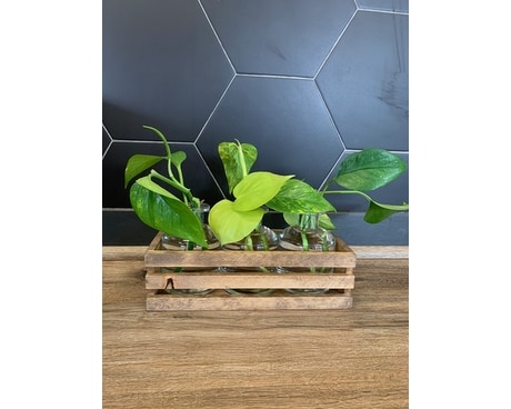 Propagation Trio Plant