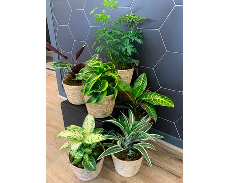 6 Inch Green Plant Plant