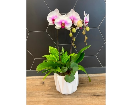 Modern Orchid Planter Plant