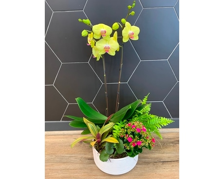Colorful Orchid Dish Garden Plant