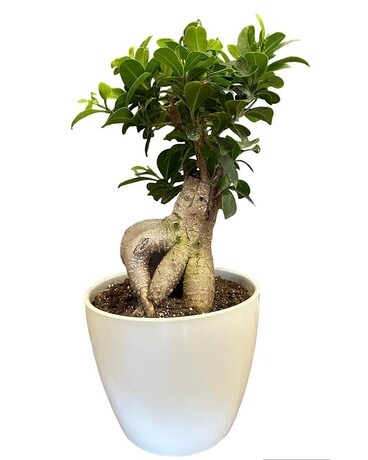 Bonsai Plant