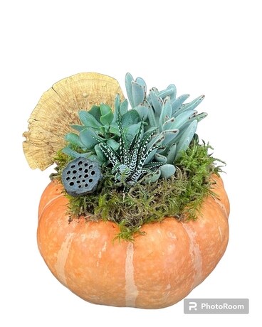 Farm Fresh - Succulents Plant
