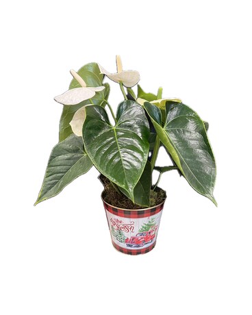 Seasonal Anthurium Plant