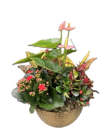 Rustic Yule Tide Plant