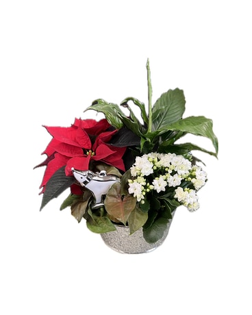 Glitter Polar Planter Plant
