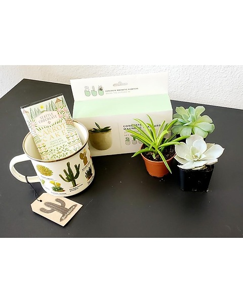 Succulent Lover's Bundle