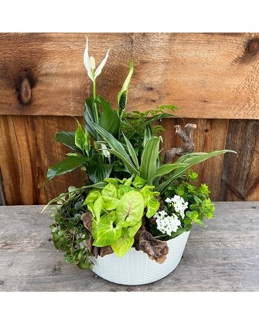 Botanical Garden Dish Garden Plant