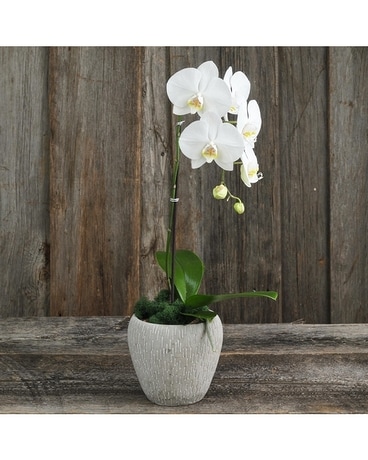 Potted Orchid White Plant