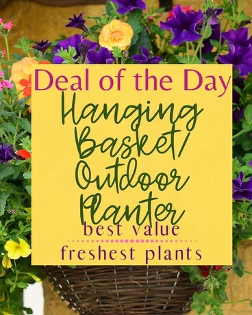 Deal of the Day - Hanging Basket Flower Arrangement