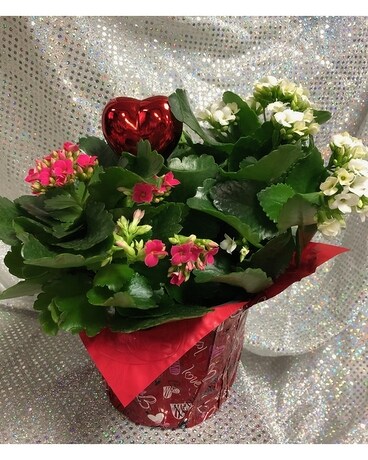 Blooming Valentines Plant Plant