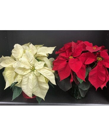 Red / White Poinsettias Plant