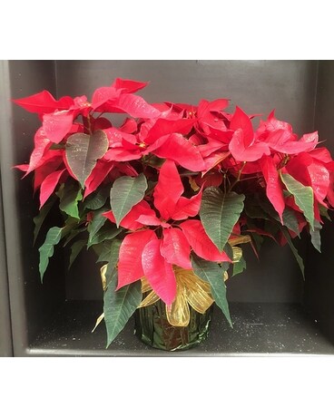 Poinsettia Plant