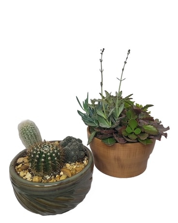 Succulent or Cactus Garden Plant