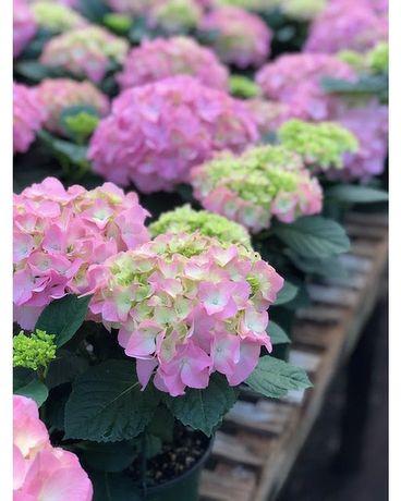 Hydrangea Plant Plant