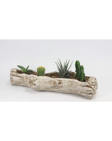Log Succulent Plant