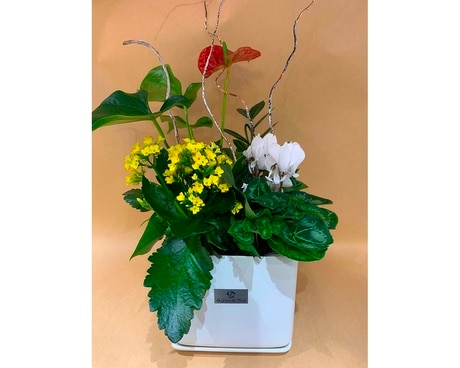 Jardin1 Plant