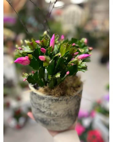 CHRISTMAS CACTUS Flower Arrangement
