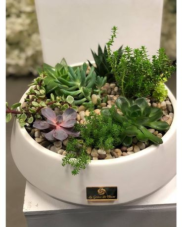 Luxurious succulent arrangement Flower Arrangement