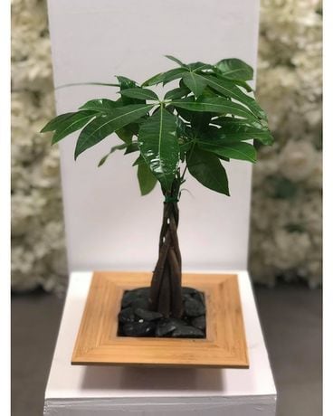 Money tree Flower Arrangement