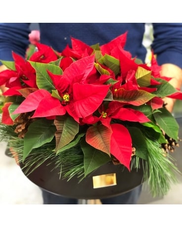 MODERN POINSETTIA CENTERPIECE Flower Arrangement