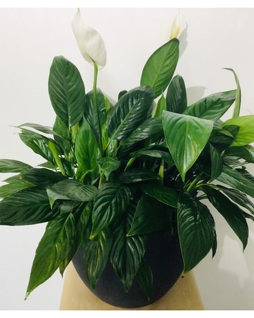 Pacifilium Flower Arrangement