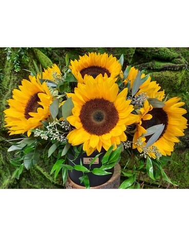 SUNFLOWER ARRANGEMENT Plant