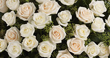 Dozen White Roses, - 91.14