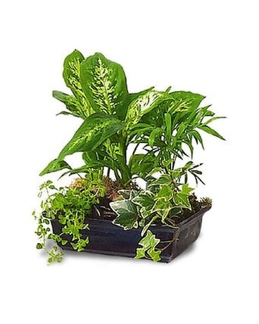 Gift of Green Flower Arrangement