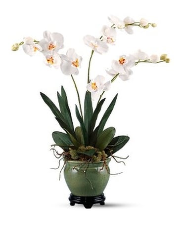 Orchids Forever by Teleflora Flower Arrangement