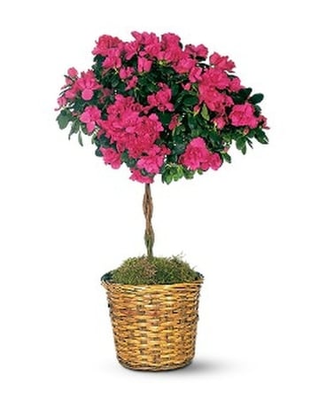 Azalea Topiary Flower Arrangement