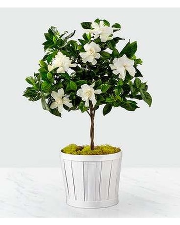 Gardenia Topiary Plant