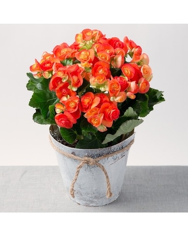 Rieger Begonia Plant