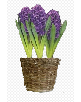 Potted Hyacinth Plant