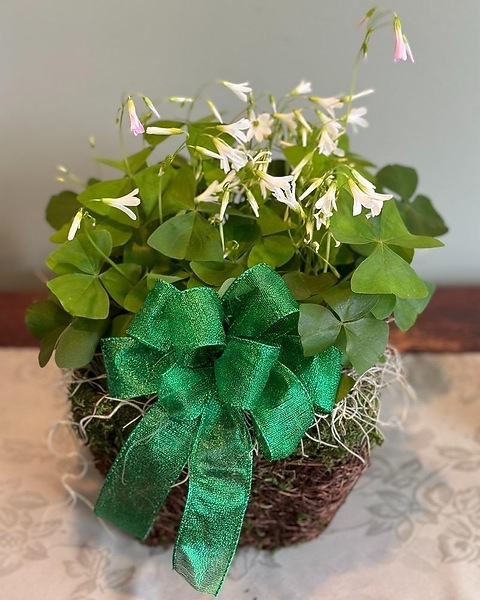 Shamrock Plant in Exeter PA - Robin Hill Florist & Flower Delivery