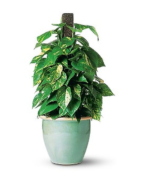 Proud Pothos in Exeter PA - Robin Hill Florist & Flower Delivery
