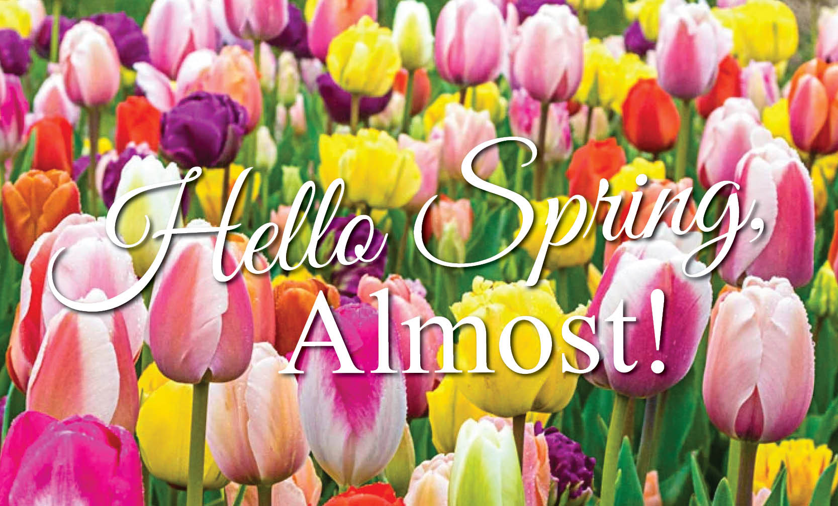 Spring Almost There Hello Spring (Almost): Fresh Flowers to Welcome the Season
