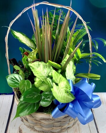 Enchanted Garden Plant