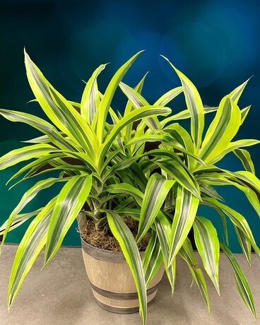 Lemon Lime Dracena Plant
