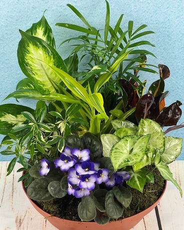 European Garden Plant
