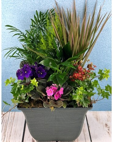 Large European Garden Plant