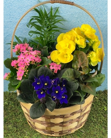 Blooming Garden Basket Plant