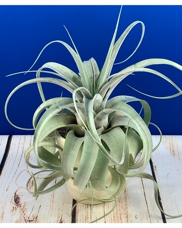 Lg. Tillandsia Air Plant Plant