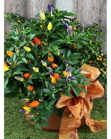 Ornamental Pepper Planter Plant