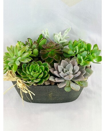Oval Mixed Succulent Garden Plant
