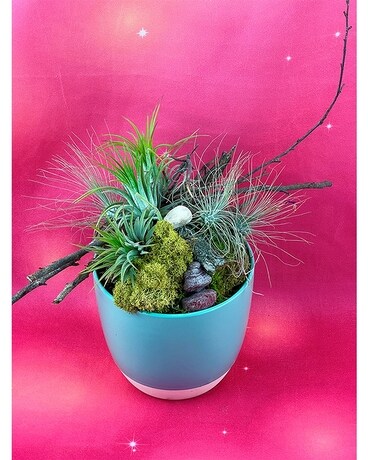 Zen Air Plant Garden Dish Garden Plant